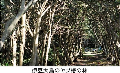 最新作即納 大島純粋三原 : ヘア 大人気お得
