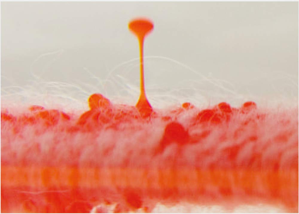 サラヤ 洗たく用洗剤 超濃縮タイプ 5L 無香料 51702 サラヤ 洗たく用洗剤 超濃縮タイプ 5L 無香料 51702