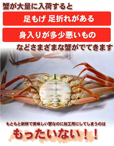 Qoo10] オオズワイガニ メス 活 訳あり 北海道 : 食品