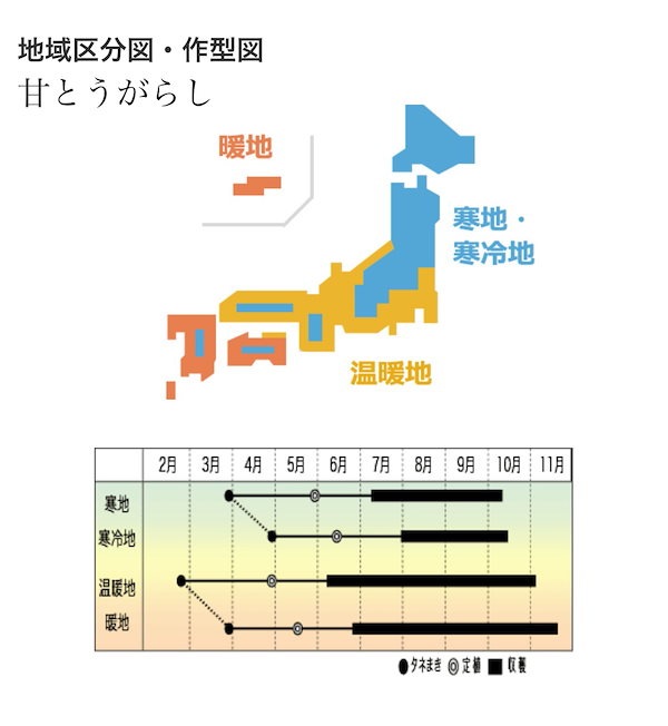 Qoo10] 甘とうがらし 国内育成 採取 家庭菜園