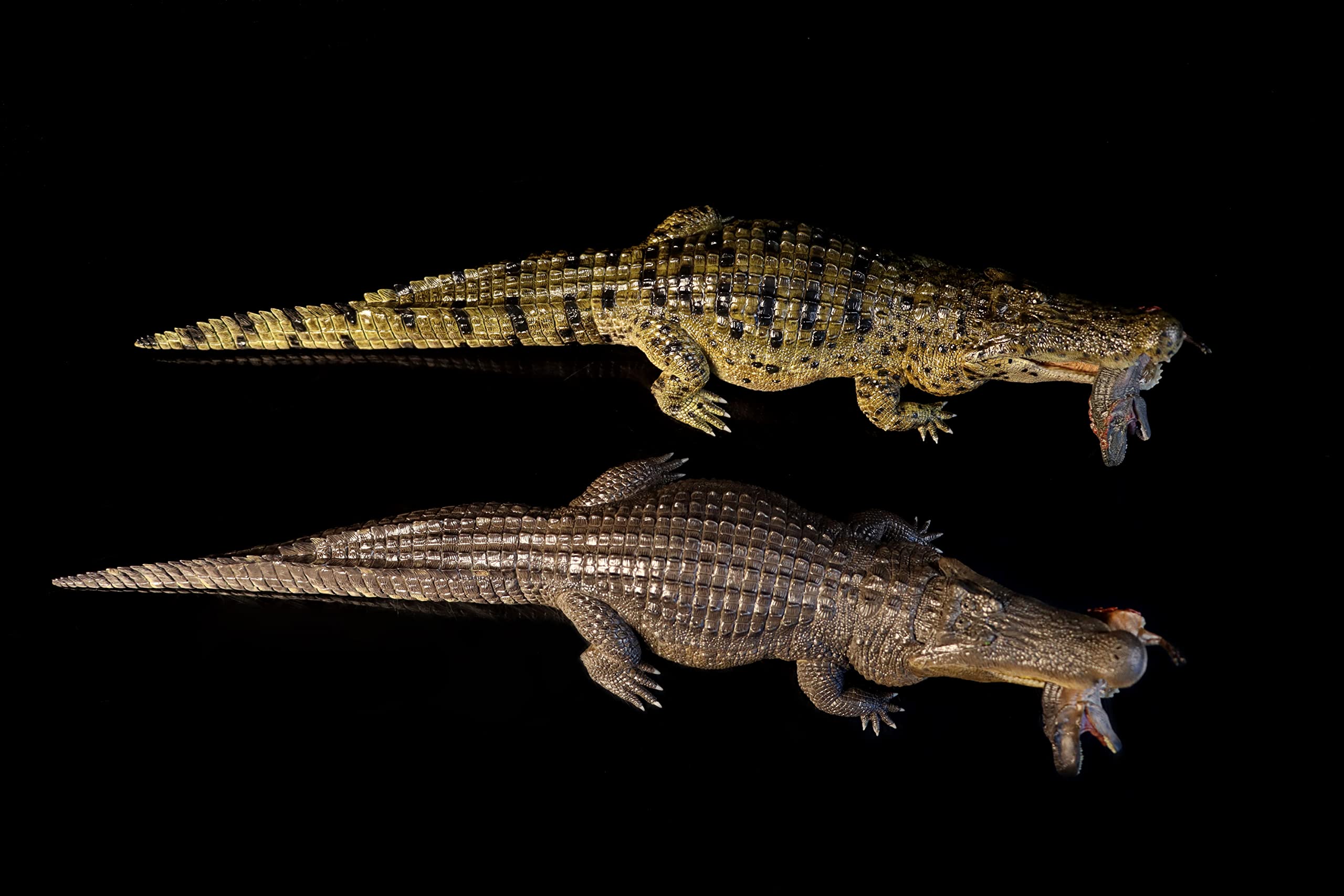 REBOR 1/35 サイズ ワニ アパラチオサウルス 獣脚類 恐竜 動物 フィギュア 模型 情景 セット プラモデル 大人 おもちゃ オブジェ 置物 プレゼント 完成品 45cm REBOR 1/35 サイズ ワニ アパラチオサウルス 獣脚類 恐竜 動物 フィギュア 模型 情景 セット プラモデル 大人 おもちゃ オブジェ 置物 プレゼント 完成品 45cm