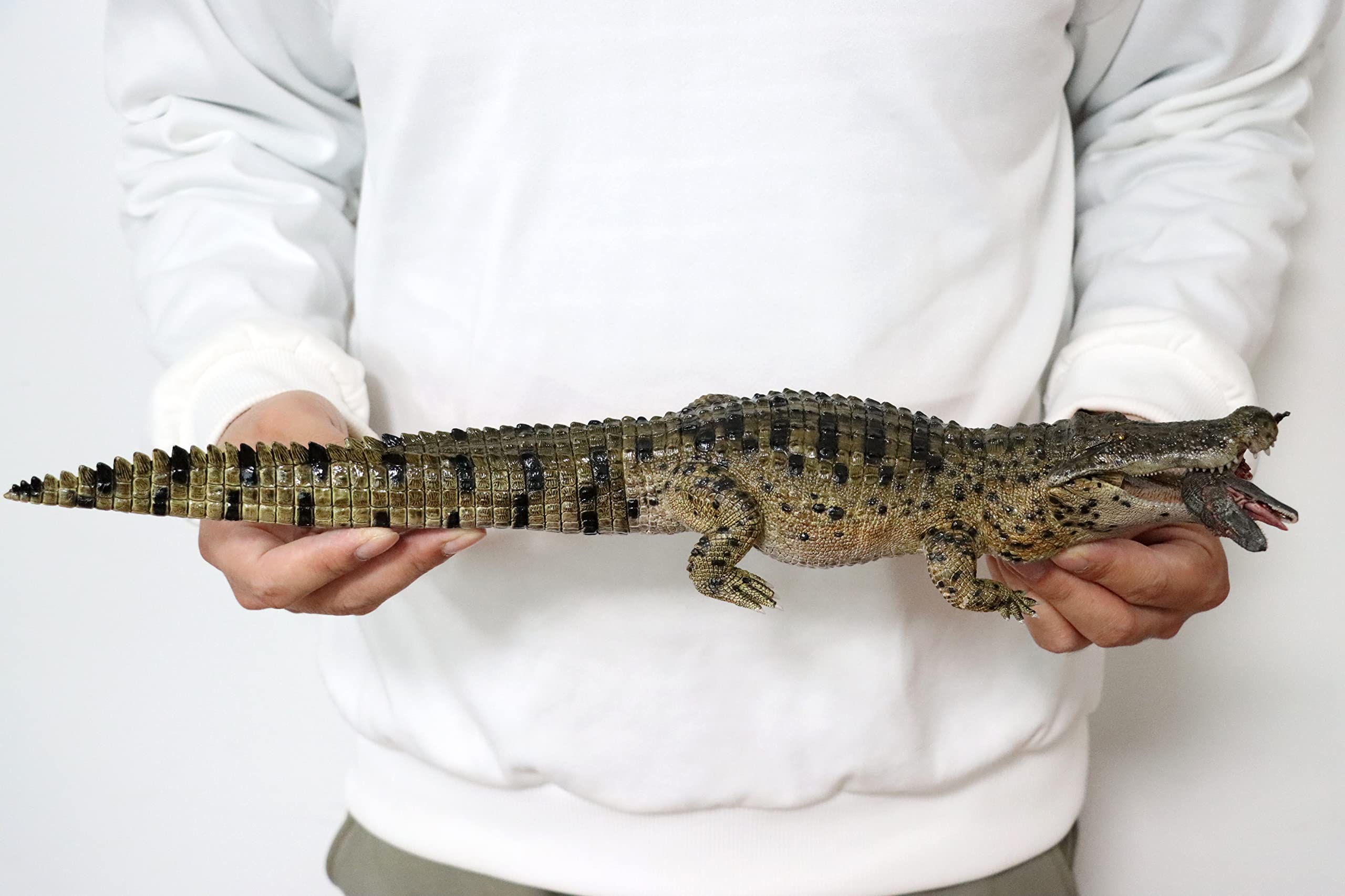 REBOR 1/35 サイズ ワニ アパラチオサウルス 獣脚類 恐竜 動物 フィギュア 模型 情景 セット プラモデル 大人 おもちゃ オブジェ 置物 プレゼント 完成品 45cm REBOR 1/35 サイズ ワニ アパラチオサウルス 獣脚類 恐竜 動物 フィギュア 模型 情景 セット プラモデル 大人 おもちゃ オブジェ 置物 プレゼント 完成品 45cm