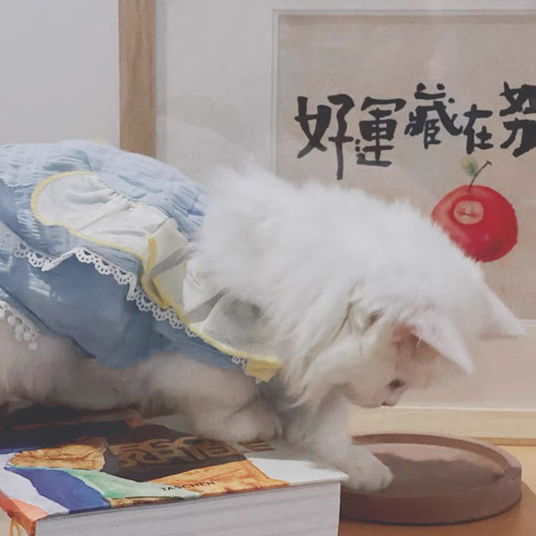 Qoo10] 大好評猫服薄い夏のぬいぐるみ猫スカート清