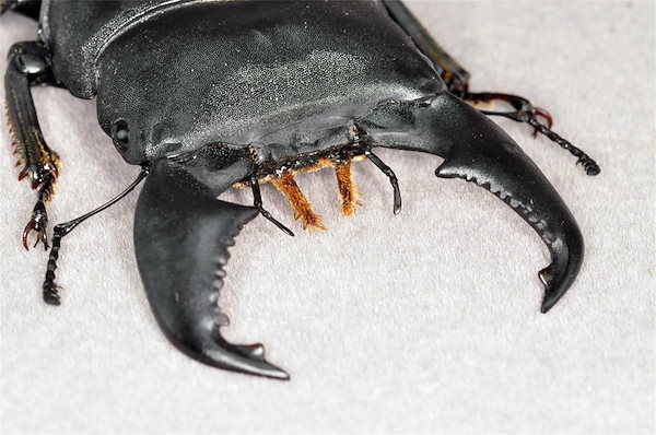 Qoo10] 涅槃 1/1 サイズ ヒラタクワガタ フ