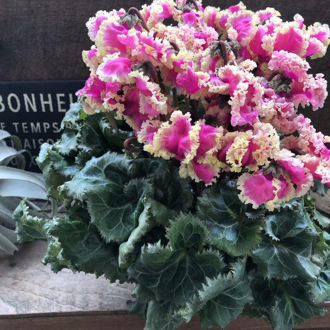 プリマドンナゴールド ぶりっ子シクラメン 大苗 ガーデニング pattayablatt.com