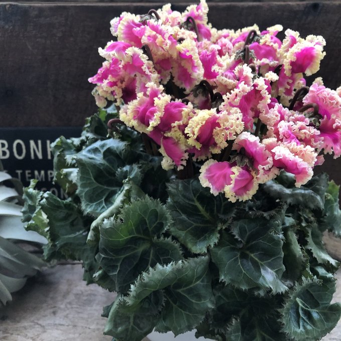 プリマドンナゴールド ぶりっ子シクラメン 大苗 ガーデニング pattayablatt.com