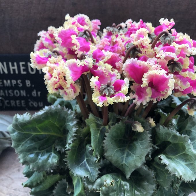 プリマドンナゴールド ぶりっ子シクラメン 大苗 ガーデニング pattayablatt.com