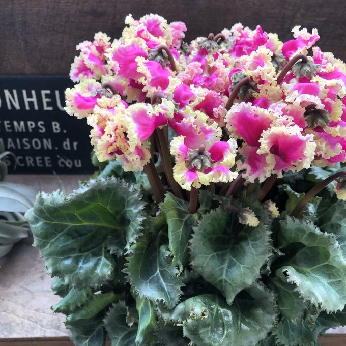 プリマドンナゴールド ぶりっ子シクラメン 大苗 ガーデニング pattayablatt.com