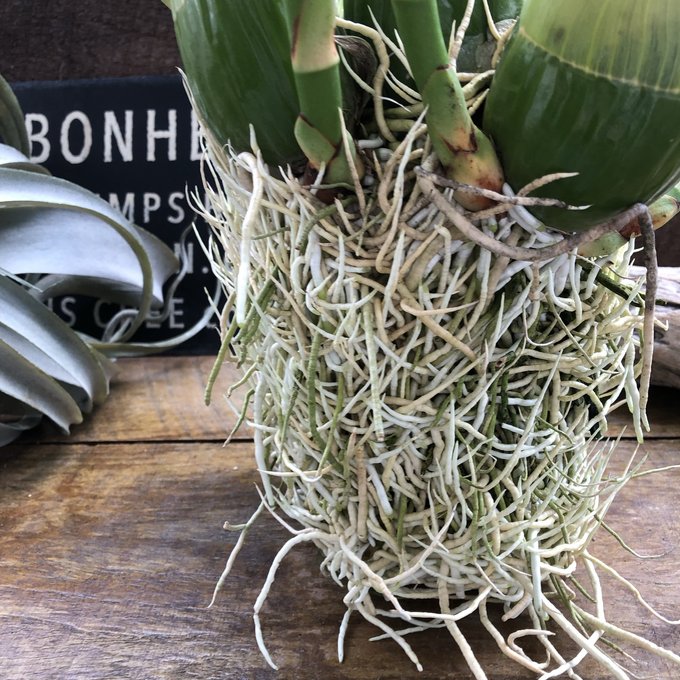 特大サイズ もじゃマトフィラム 根っこを楽しむ 蕾付き グラマトフィラム・スクリプタム ヒヒマヌ 特大サイズ もじゃマトフィラム 根っこを楽しむ 蕾付き グラマトフィラム・スクリプタム ヒヒマヌ