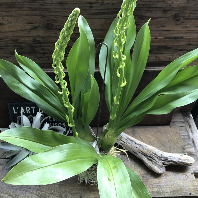 特大サイズ もじゃマトフィラム 根っこを楽しむ 蕾付き グラマトフィラム・スクリプタム ヒヒマヌ 特大サイズ もじゃマトフィラム 根っこを楽しむ 蕾付き グラマトフィラム・スクリプタム ヒヒマヌ