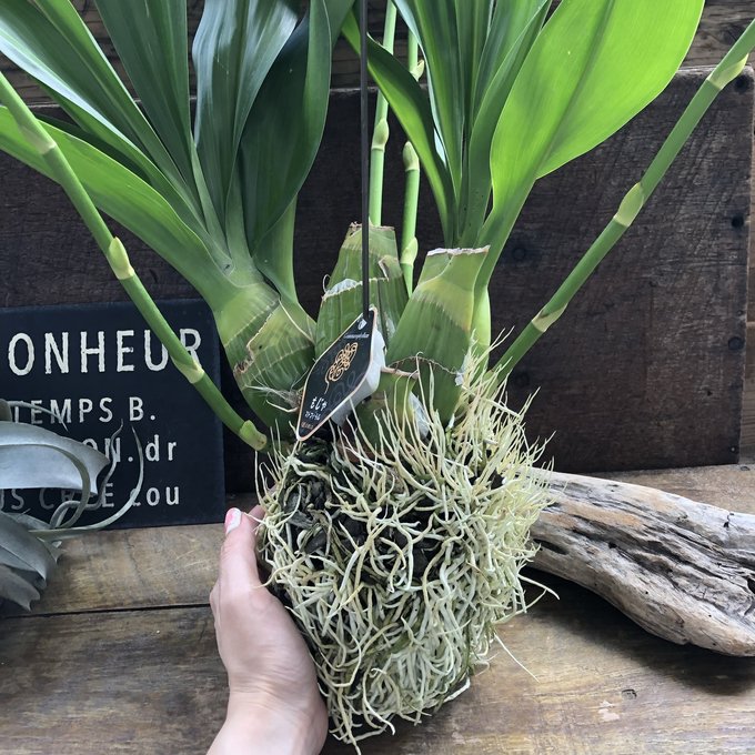 特大サイズ もじゃマトフィラム 根っこを楽しむ 蕾付き グラマトフィラム・スクリプタム ヒヒマヌ 特大サイズ もじゃマトフィラム 根っこを楽しむ 蕾付き グラマトフィラム・スクリプタム ヒヒマヌ