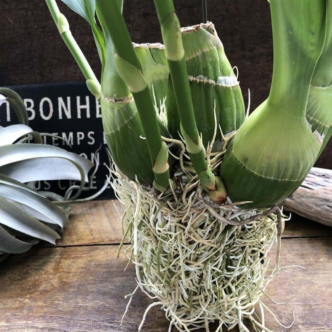 特大サイズ もじゃマトフィラム 根っこを楽しむ 蕾付き グラマトフィラム・スクリプタム ヒヒマヌ 特大サイズ もじゃマトフィラム 根っこを楽しむ 蕾付き グラマトフィラム・スクリプタム ヒヒマヌ