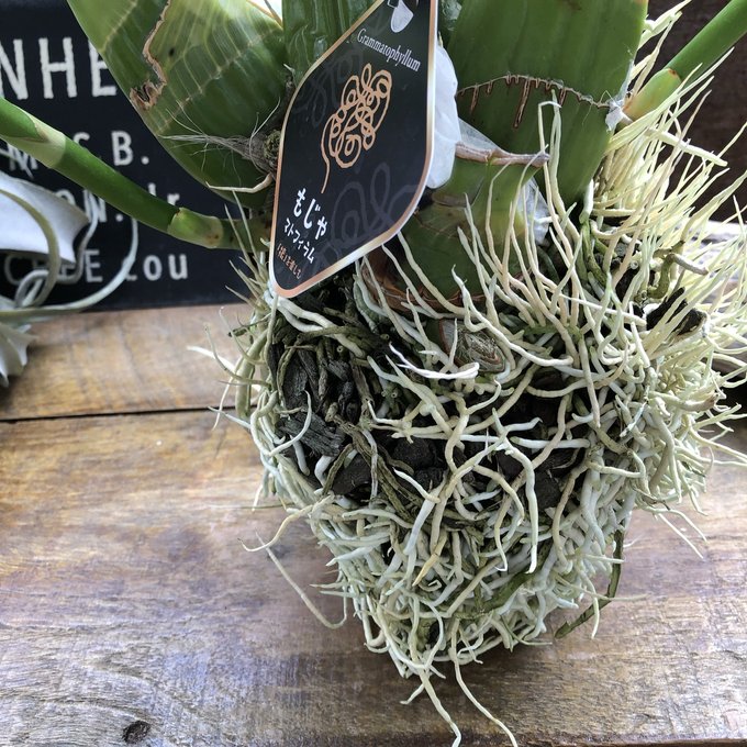 特大サイズ もじゃマトフィラム 根っこを楽しむ 蕾付き グラマトフィラム・スクリプタム ヒヒマヌ 特大サイズ もじゃマトフィラム 根っこを楽しむ 蕾付き グラマトフィラム・スクリプタム ヒヒマヌ