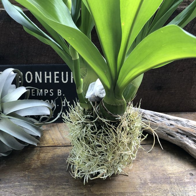 特大サイズ もじゃマトフィラム 根っこを楽しむ 蕾付き グラマトフィラム・スクリプタム ヒヒマヌ 特大サイズ もじゃマトフィラム 根っこを楽しむ 蕾付き グラマトフィラム・スクリプタム ヒヒマヌ