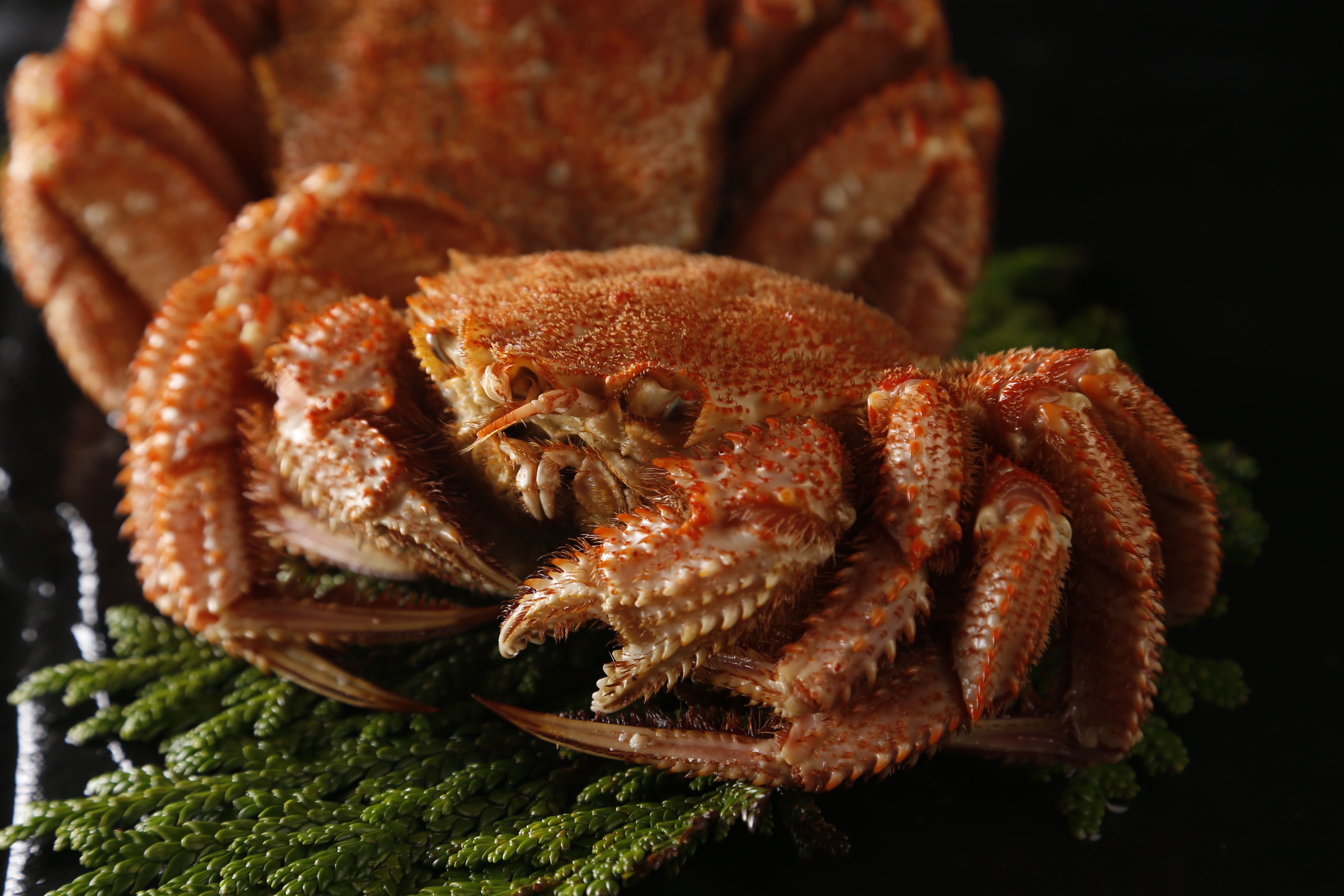 北海道オホーツク産 毛ガニ500g