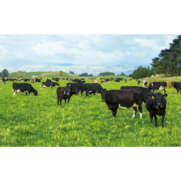 Kia Ora キアオラ ドッグフード グラスフェッドビーフ&レバー 9.5kg ドッグフード お試し 小粒 ドライフード 全犬種用 オールステージ 全ライフステージ 犬用品 いぬ 犬用 Kia Ora キアオラ ドッグフード グラスフェッドビーフ&レバー 9.5kg ドッグフード お試し 小粒 ドライフード 全犬種用 オールステージ 全ライフステージ 犬用品 いぬ 犬用