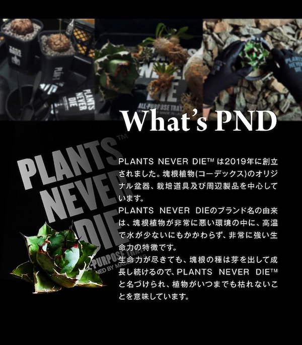 Qoo10] 【plants never die】【正