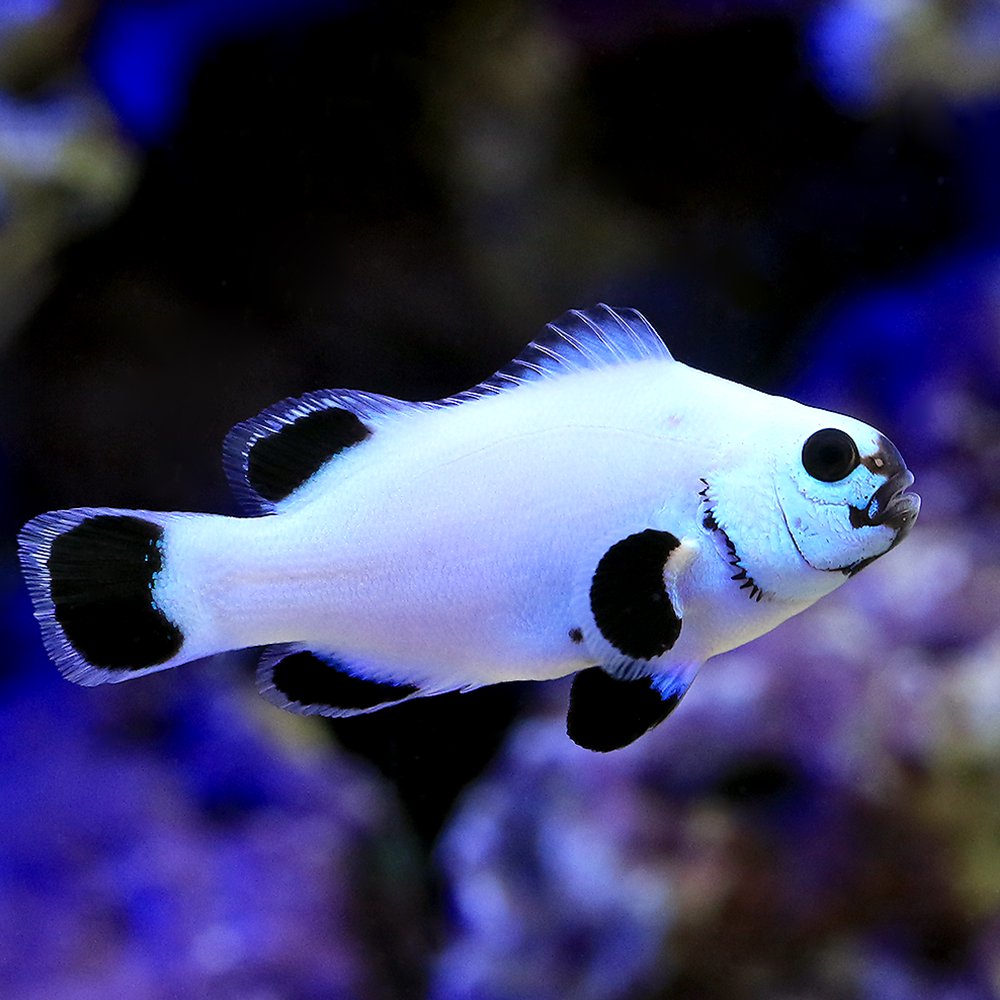 (海水魚)プラチナクラウン ブラックタイプ(ブリード)(1匹) CRC26―30―16―20―00 (海水魚)プラチナクラウン ブラックタイプ(ブリード)(1匹) CRC26―30―16―20―00