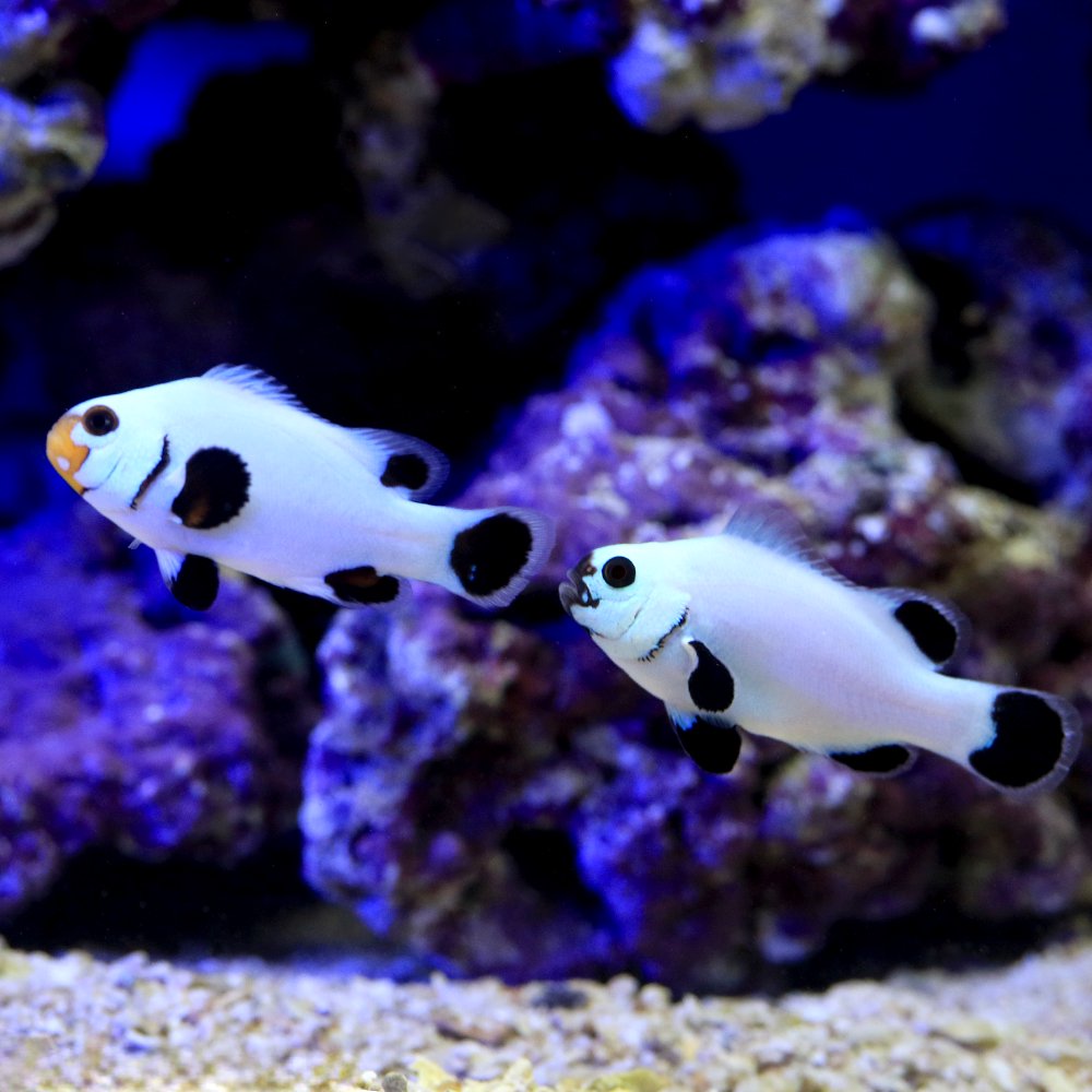 (海水魚)プラチナクラウン ブラックタイプ(ブリード)(1匹) CRC26―30―16―20―00 (海水魚)プラチナクラウン ブラックタイプ(ブリード)(1匹) CRC26―30―16―20―00