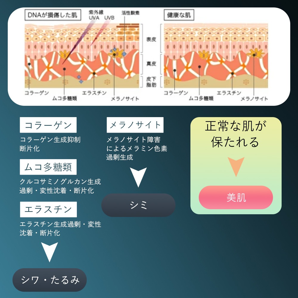 SAIBOW CREAM （ サイボウ クリーム ）30ml ヒト幹細胞 植物幹細胞 EGF AC-11 ナイアシンアミド レチノール スベルトニール カルノシン クリニックのレベルのホームケア