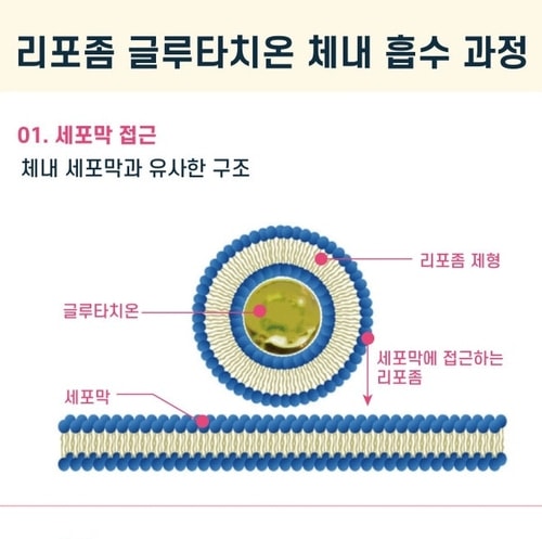 ディープシー リポソーム グルタチオン マックス 90 フィルム 30枚 x 3箱 ディープシー リポソーム グルタチオン マックス 90 フィルム 30枚 x 3箱