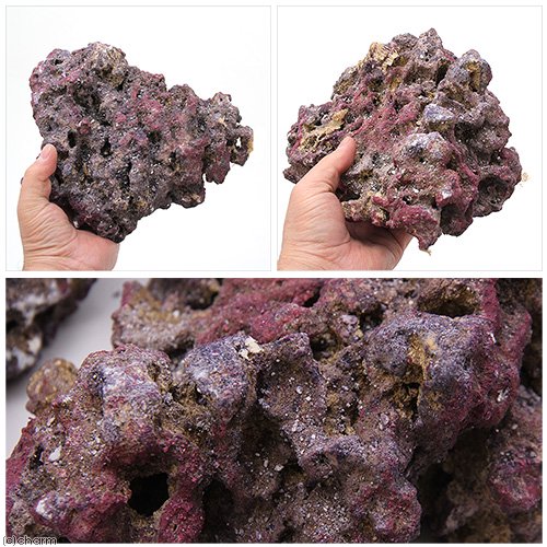 カミハタ カリブシー ライフロック シェルフ 18.0kg バクテリア付き CRC10―35―90―30―00 カミハタ カリブシー ライフロック シェルフ 18.0kg バクテリア付き CRC10―35―90―30―00