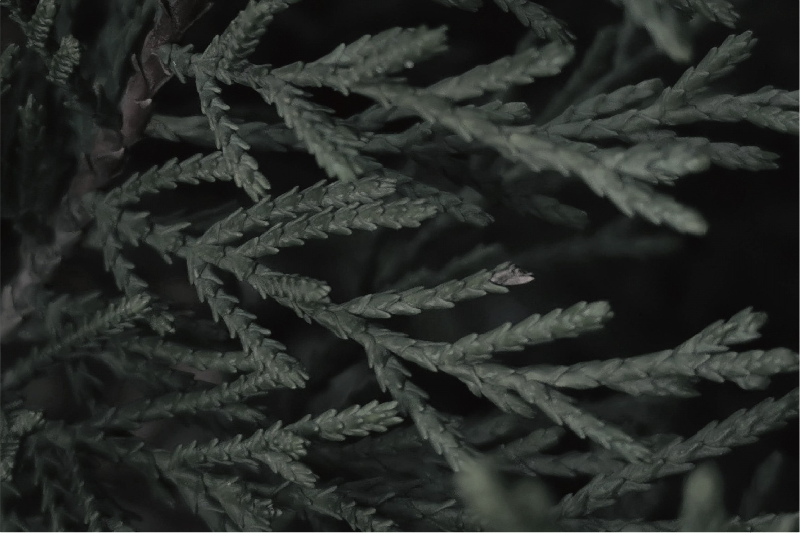 公式_韓国ブランド_室内ディフューザー 150ml, 12種の香り[果物/ムスク/ウッディ/花]