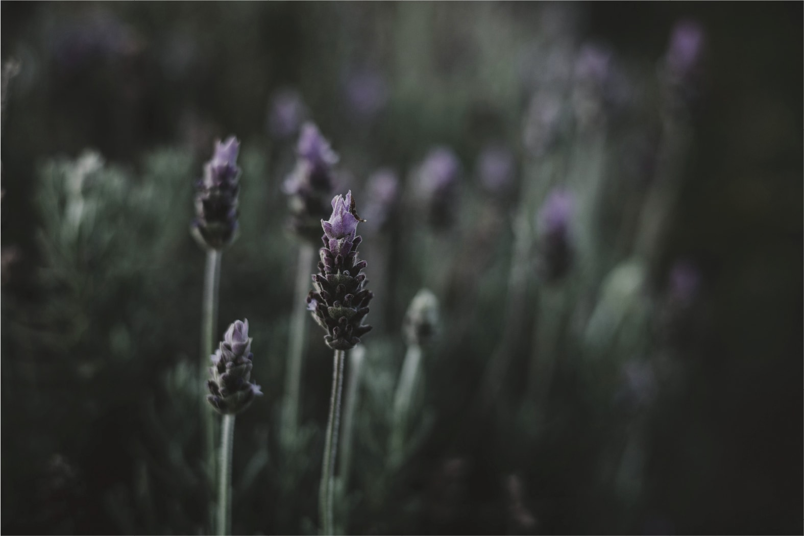 公式_韓国ブランド_室内ディフューザー 150ml, 12種の香り[果物/ムスク/ウッディ/花]