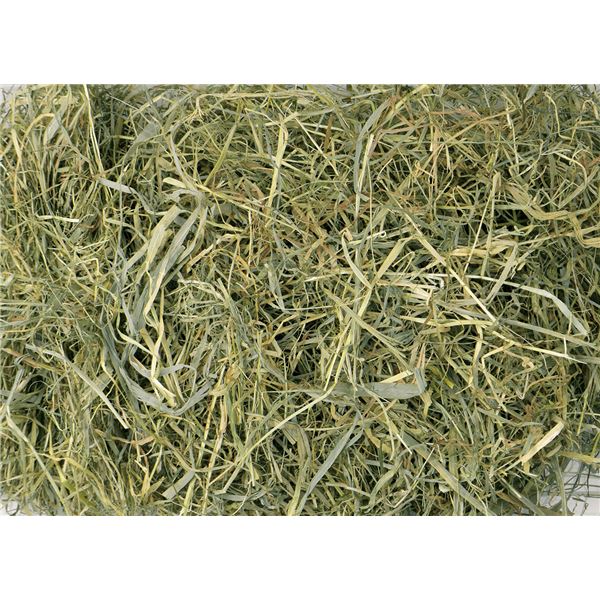 (まとめ)北海道 ファーストチモシー 600g(ペット用品)(×6セット) (まとめ)北海道 ファーストチモシー 600g(ペット用品)(×6セット)