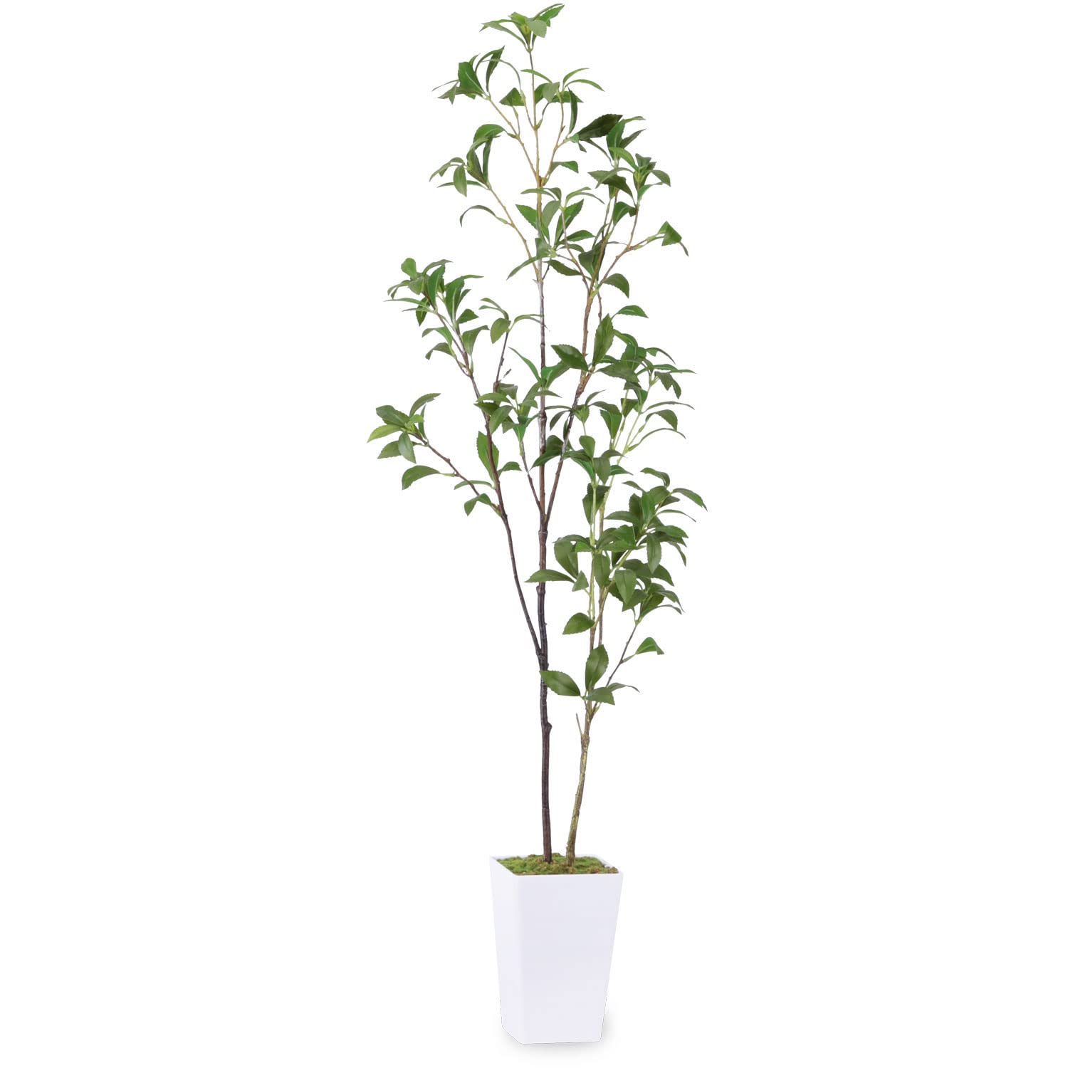 フェイクグリーン 人工観葉植物 【アセビ 馬酔木】高さ110cm 観葉樹 造花 光触媒 空気清浄 屋内 オフィス 鉢植え 植木 フェイクグリーン 人工観葉植物 【アセビ 馬酔木】高さ110cm 観葉樹 造花 光触媒 空気清浄 屋内 オフィス 鉢植え 植木