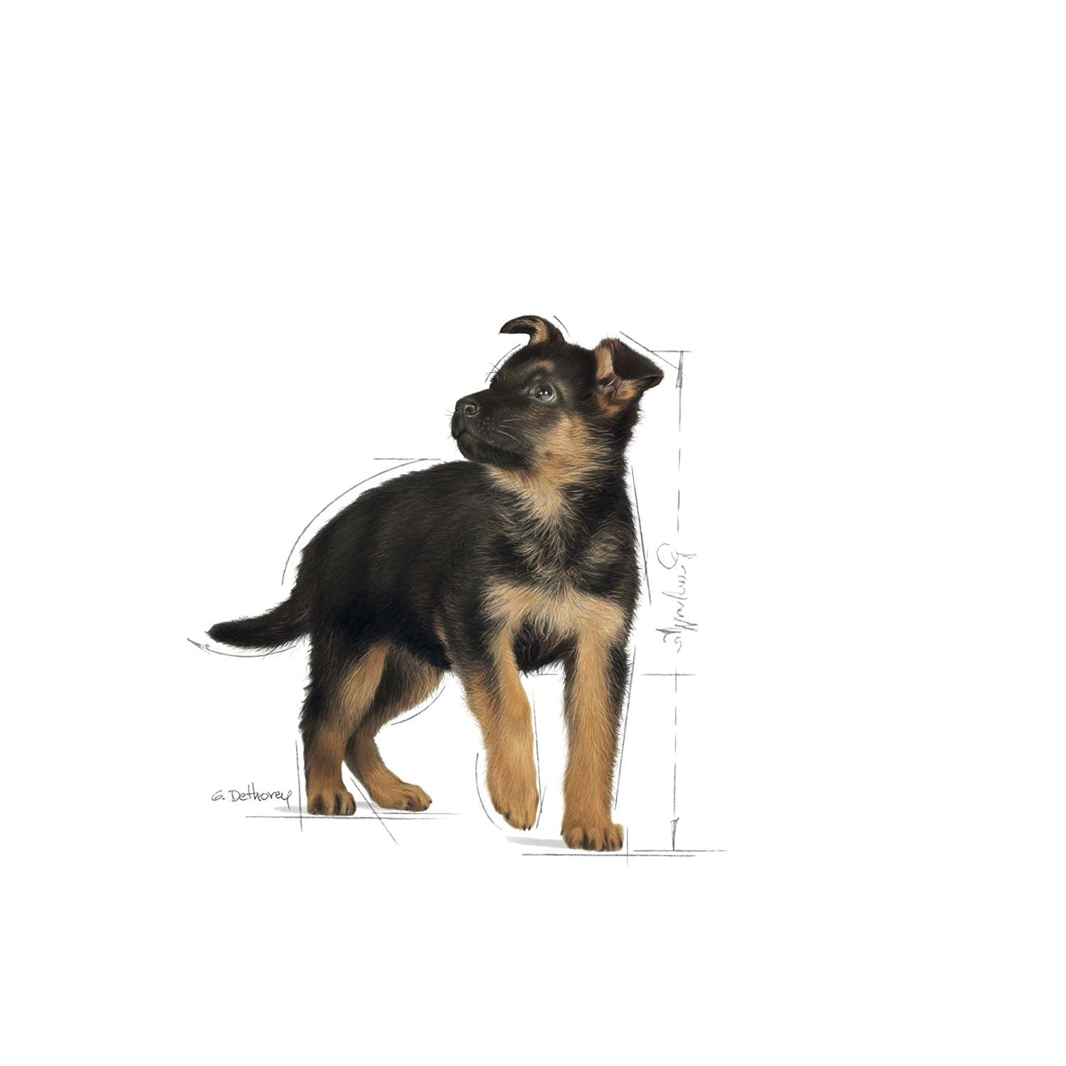 ロイヤルカナン SHN マキシ ジュニア 犬用 4kg