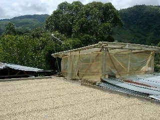 受注焙煎！2kg コロンビア マグダレナ SUP [選べる焙煎度合い] コーヒー豆 大山珈琲 業務用 自家焙煎 卸