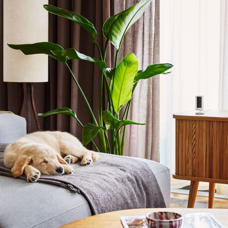 インドアカメラ 防犯 アマゾン Ring Indoor Cam (リング インドアカム) 第2世代 ホワイト B0B6GKJR49 Amazon (D)　メガ割