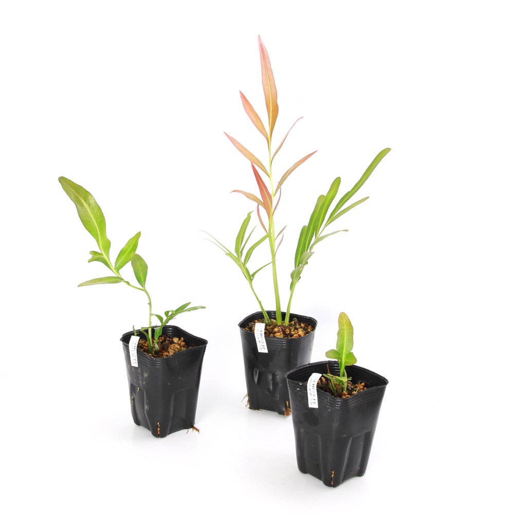 (ビオトープ)水生植物 ミミモチシダ(フィジアンウォーターファン)3号(1ポット)湿生植物 CRC15―10―40―20―50 (ビオトープ)水生植物 ミミモチシダ(フィジアンウォーターファン)3号(1ポット)湿生植物 CRC15―10―40―20―50