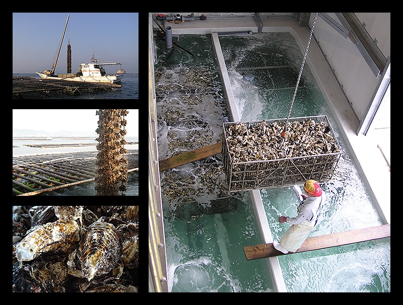 カキ かき 牡蠣 剥き身 2kg(1kg2袋/解凍後1.7kg/大粒2L約5270粒)広島県産 カキ かき 牡蠣 剥き身 2kg(1kg2袋/解凍後1.7kg/大粒2L約5270粒)広島県産