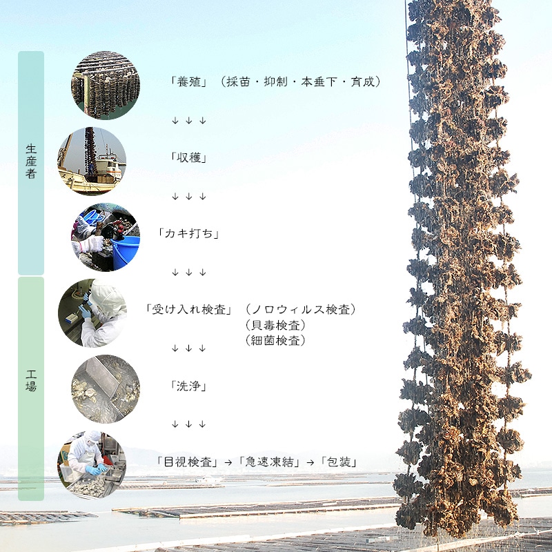 カキ かき 牡蠣 剥き身 2kg(1kg2袋/解凍後1.7kg/大粒2L約5270粒)広島県産 カキ かき 牡蠣 剥き身 2kg(1kg2袋/解凍後1.7kg/大粒2L約5270粒)広島県産