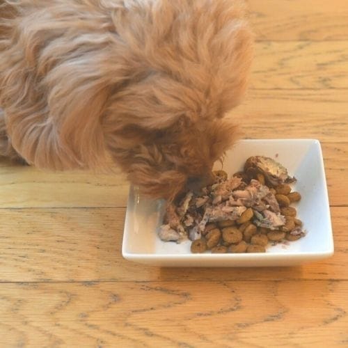 日本のみのり いわし缶 100g×72缶【3ケース】【温泉コスメサンプル1セット付】犬猫用 鰯 ペットフード 魚 国産 無添加 サンユー研究所