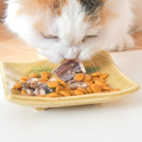 日本のみのり いわし缶 100g×72缶【3ケース】【温泉コスメサンプル1セット付】犬猫用 鰯 ペットフード 魚 国産 無添加 サンユー研究所