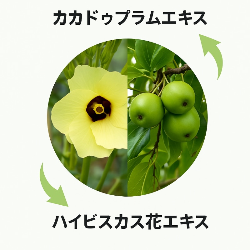 【透明感のある印象へ】カカドゥプラム クリーム 50g(乾燥くすみ・肌トーンケア)カカドゥプラム くすみクリーム/カカドゥプラム くすみクリーム 【透明感のある印象へ】カカドゥプラム クリーム 50g(乾燥くすみ・肌トーンケア)カカドゥプラム くすみクリーム/カカドゥプラム くすみクリーム