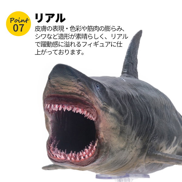 Amazon | PNSO 成長シリーズ メガロドン ヘリコプリオン 魚類