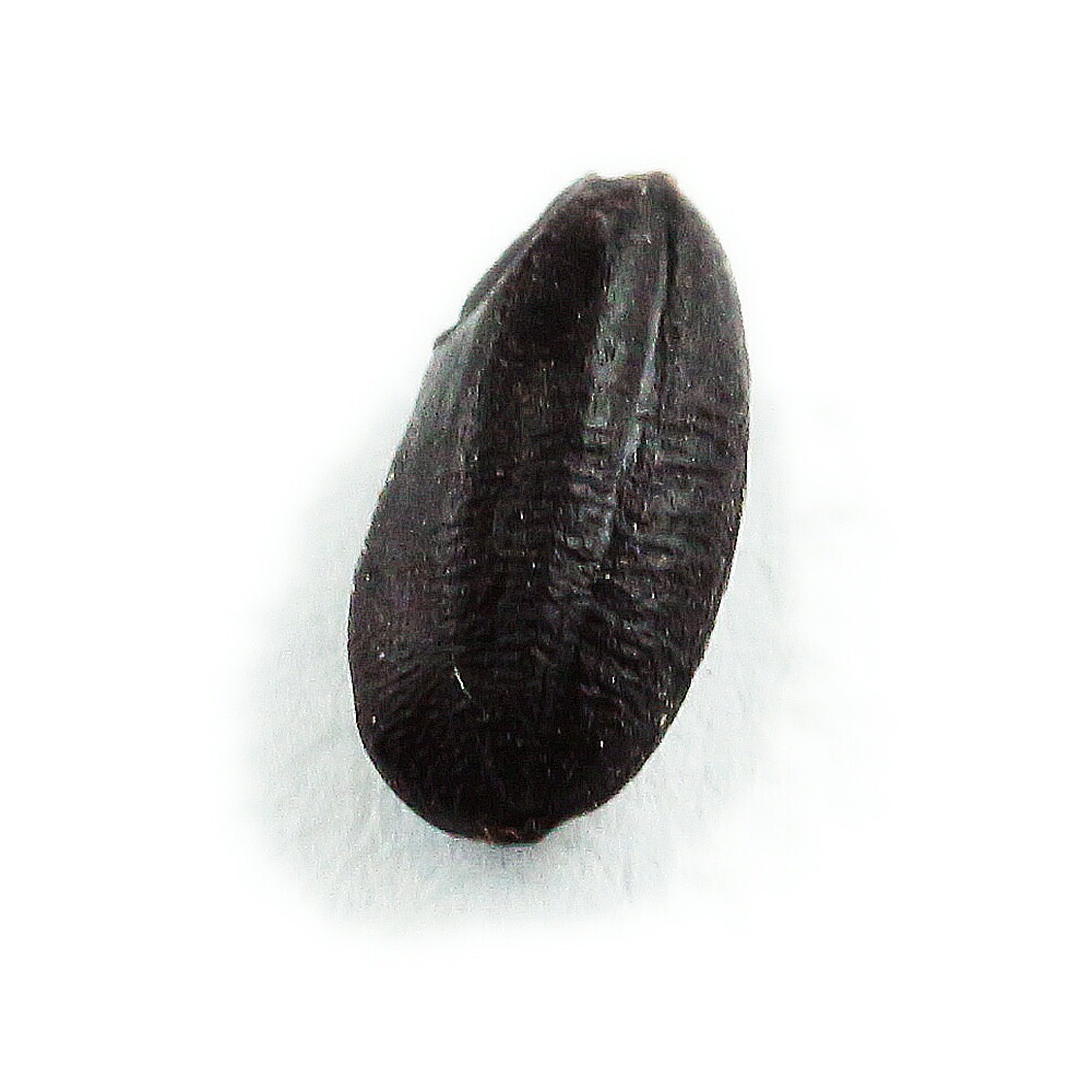 黒米 業務用30Kg 秋田県産 雑穀米 国産雑穀 クロマイ 黒こめ くろまい 白神古代米 国産 黒米 ダイエット 黒米 業務用30Kg 秋田県産 雑穀米 国産雑穀 クロマイ 黒こめ くろまい 白神古代米 国産 黒米 ダイエット