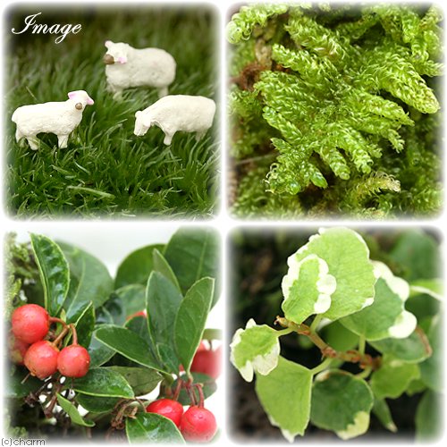 (山野草)苔盆栽 クリスマスツリー 溶岩石鉢植え(1鉢) 冬季販売ver CRC15―35―05―00―00 (山野草)苔盆栽 クリスマスツリー 溶岩石鉢植え(1鉢) 冬季販売ver CRC15―35―05―00―00