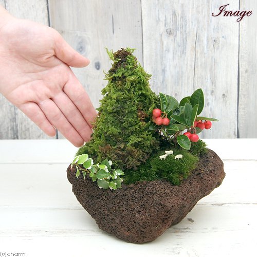 (山野草)苔盆栽 クリスマスツリー 溶岩石鉢植え(1鉢) 冬季販売ver CRC15―35―05―00―00 (山野草)苔盆栽 クリスマスツリー 溶岩石鉢植え(1鉢) 冬季販売ver CRC15―35―05―00―00