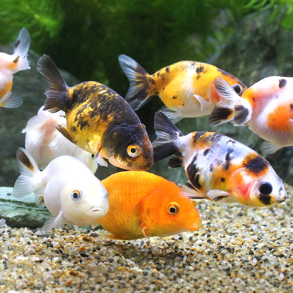 （金魚）らんちゅう型ミックス（外国産）（５匹）　北海道・九州航空便要保温　ＣＲＣ60―15―80―99―00