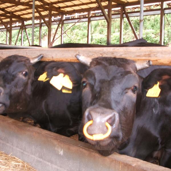 滋賀 徳志満 近江牛焼肉 ステーキ ステーキ 150gx4枚 焼肉 バラ 1kg SISK 滋賀 徳志満 近江牛焼肉 ステーキ ステーキ 150gx4枚 焼肉 バラ 1kg SISK