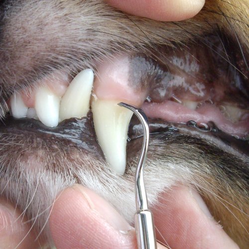 マインドアップ 犬口ケア プロ仕様 スケーラー フラット マインドアップ 犬口ケア プロ仕様 スケーラー フラット