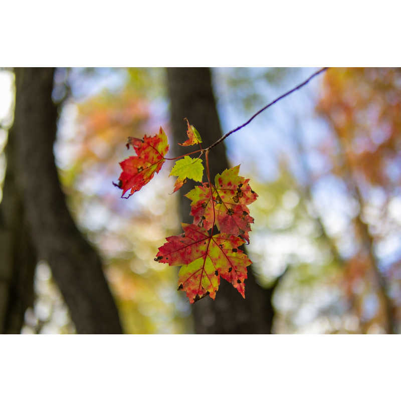 シグマ　30mm F1.4 DC DN Contemporary ［キヤノンRF/単焦点レンズ］ SIGMA ［キヤノンRF /単焦点レンズ］　AF30MMF1.4DCDN