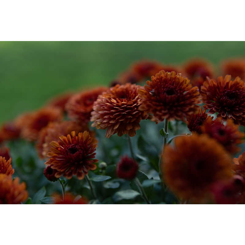 シグマ　30mm F1.4 DC DN Contemporary ［キヤノンRF/単焦点レンズ］ SIGMA ［キヤノンRF /単焦点レンズ］　AF30MMF1.4DCDN