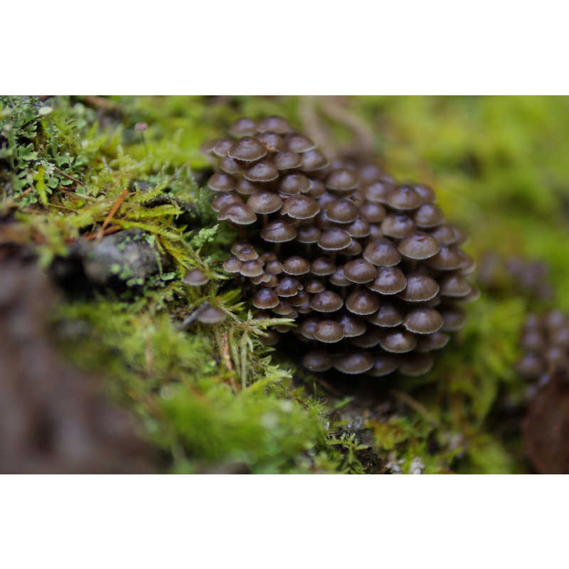 シグマ　30mm F1.4 DC DN Contemporary ［キヤノンRF/単焦点レンズ］ SIGMA ［キヤノンRF /単焦点レンズ］　AF30MMF1.4DCDN