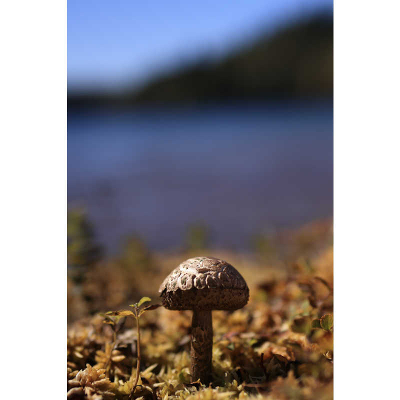 シグマ　30mm F1.4 DC DN Contemporary ［キヤノンRF/単焦点レンズ］ SIGMA ［キヤノンRF /単焦点レンズ］　AF30MMF1.4DCDN